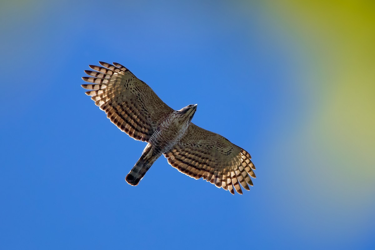 Mountain Hawk-Eagle - Ayuwat Jearwattanakanok