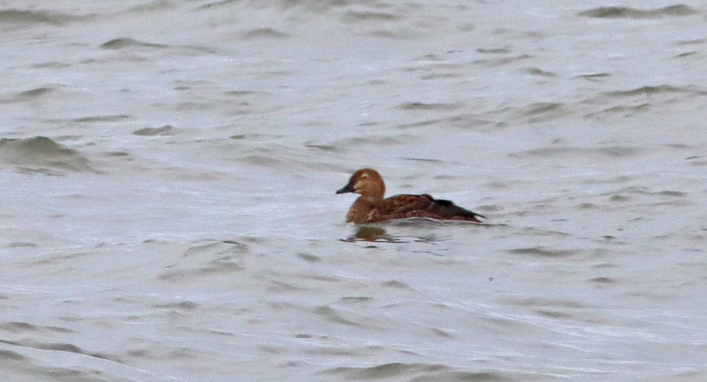 King Eider - ML293262881