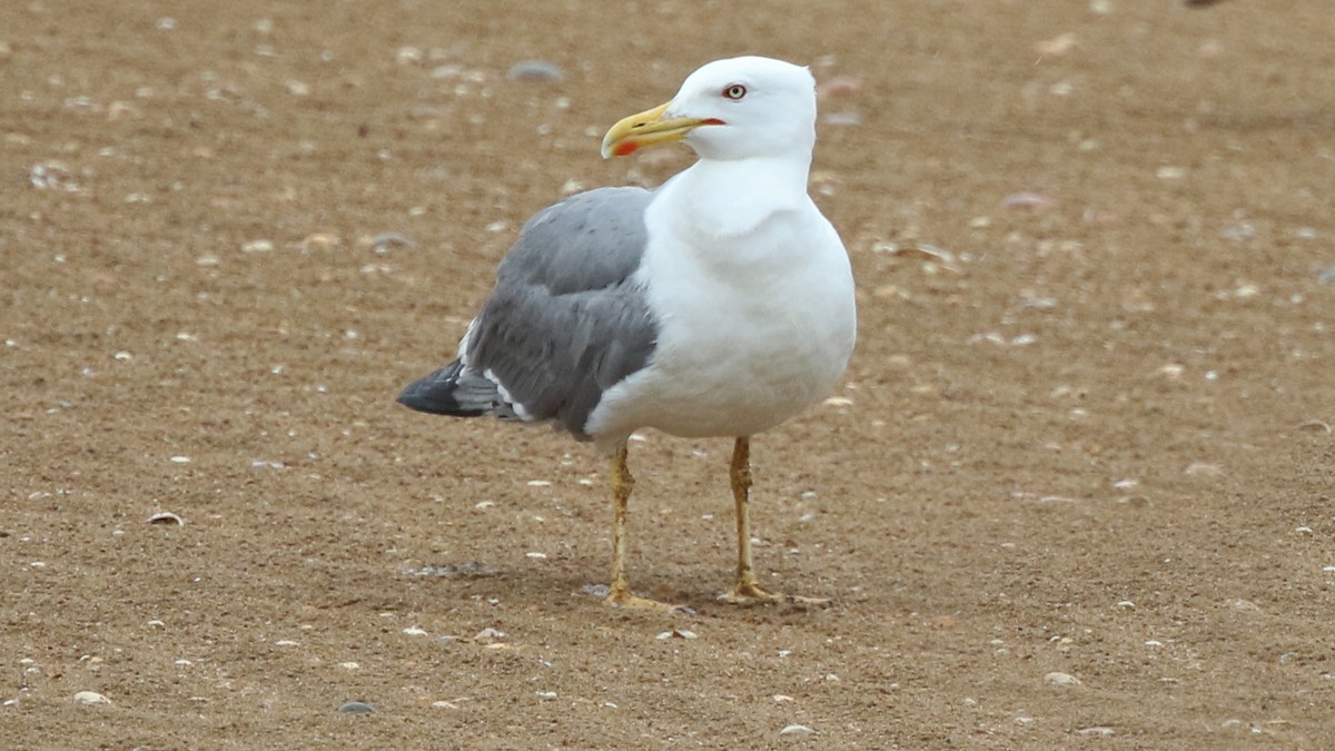 Goéland leucophée - ML29326381