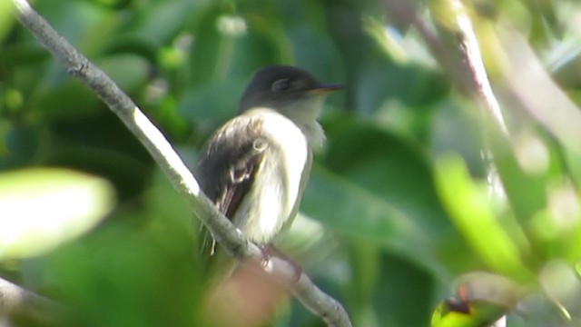 Cuban Pewee - ML293264421