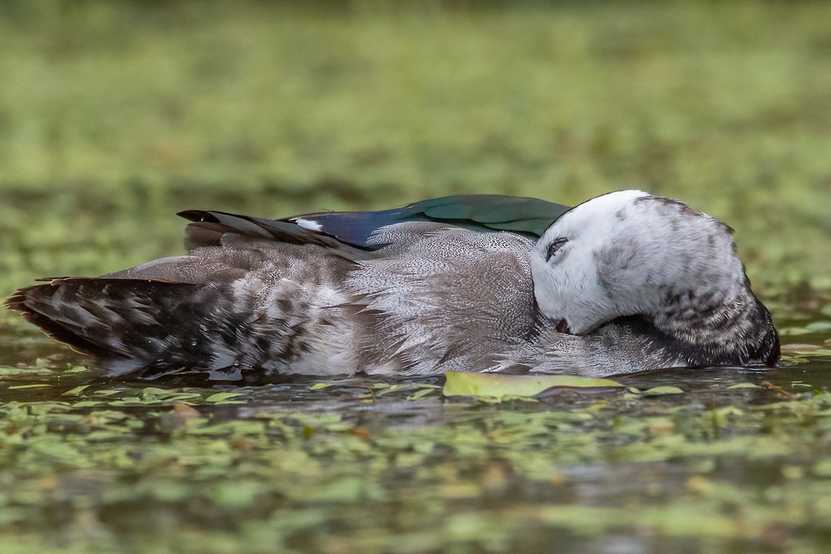 Cotton Pygmy-Goose - Anne Reardon