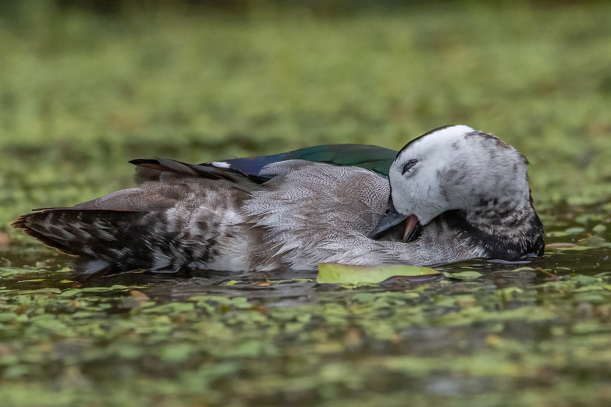 Cotton Pygmy-Goose - Anne Reardon