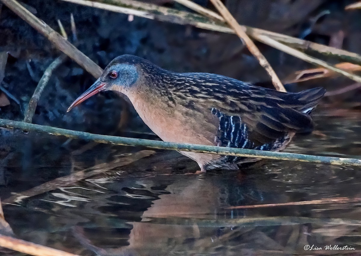 Virginia Rail - Lisa Wollerstein