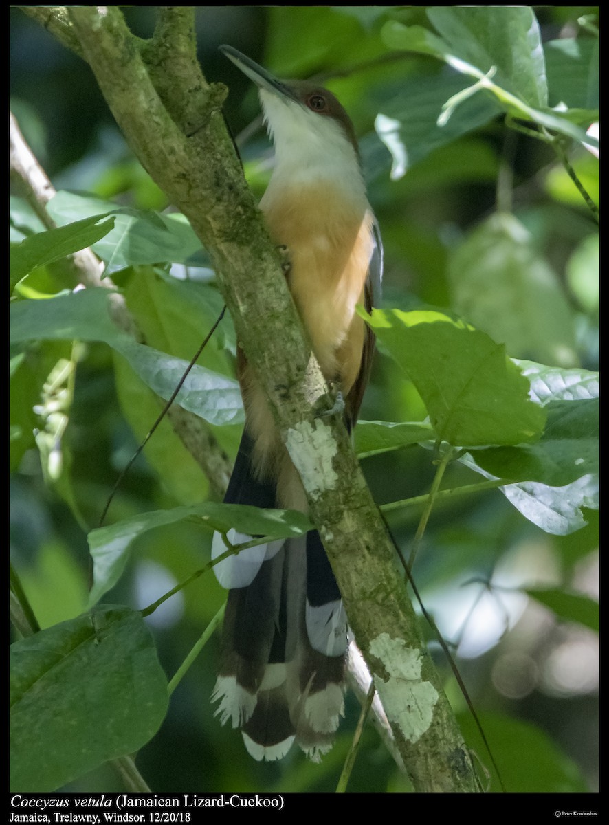 Jamaican Lizard-Cuckoo - ML293269321