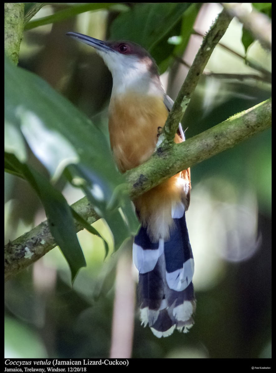 Jamaican Lizard-Cuckoo - ML293269331