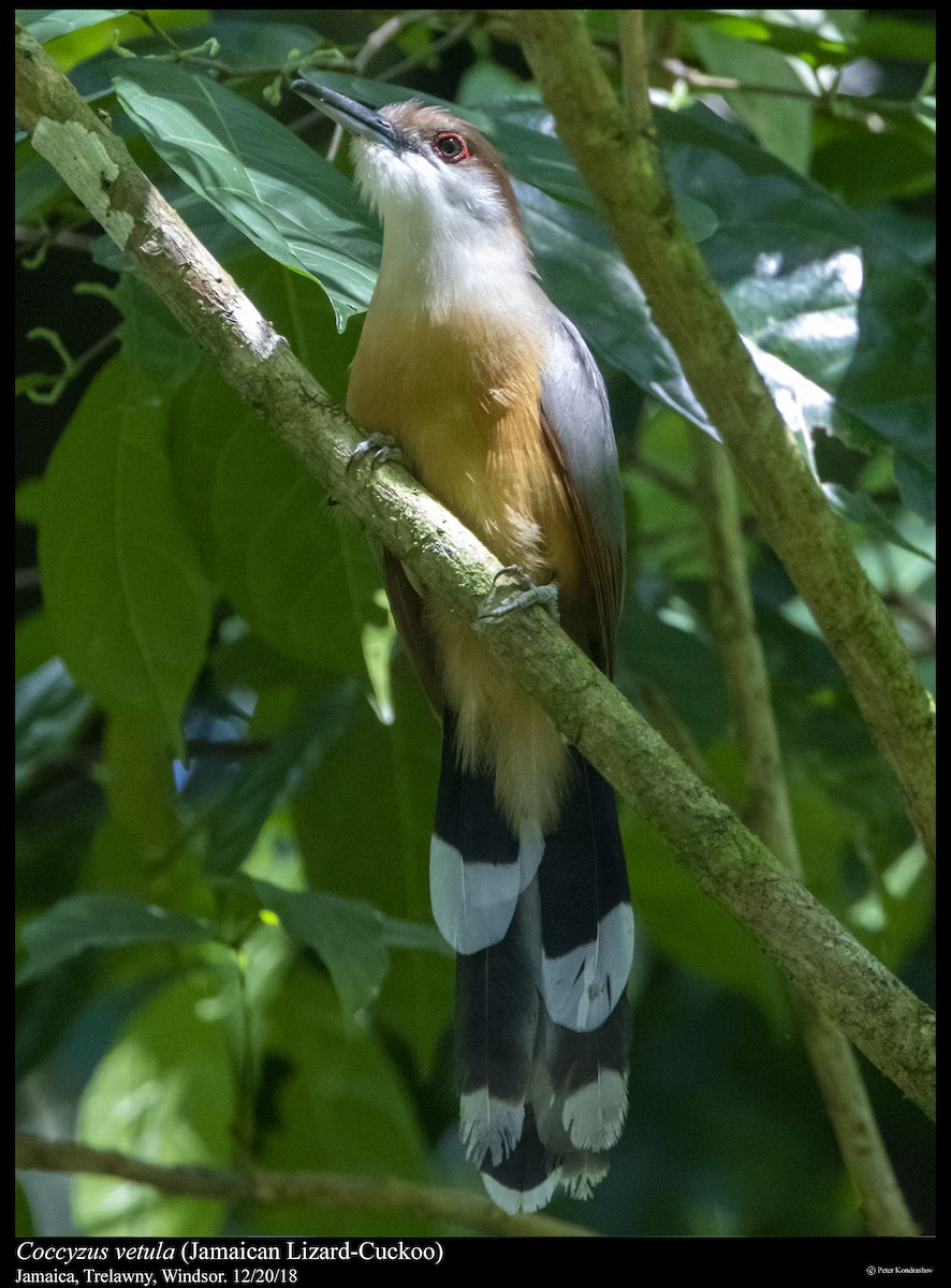 Jamaican Lizard-Cuckoo - ML293269341