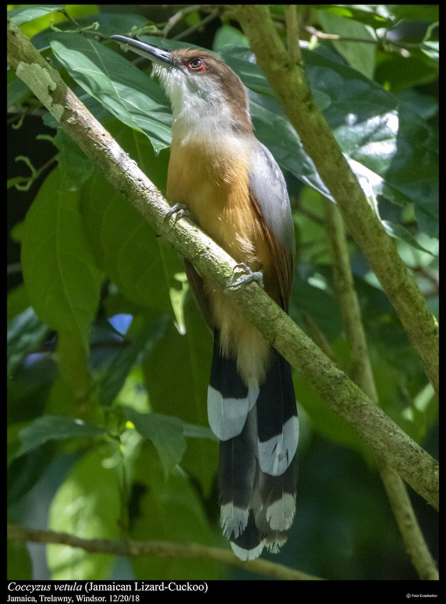 Jamaican Lizard-Cuckoo - Peter Kondrashov