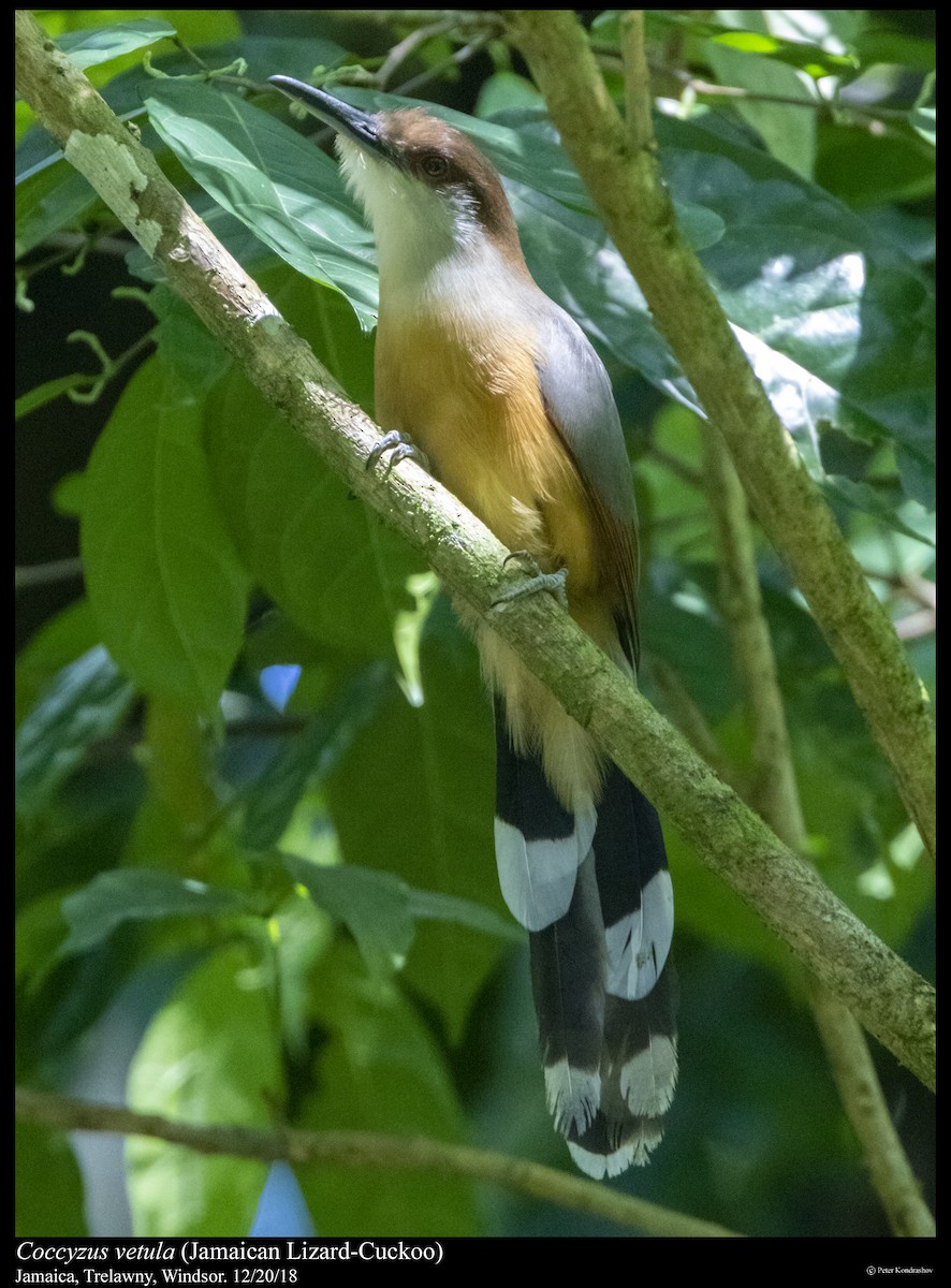 Jamaican Lizard-Cuckoo - ML293269361