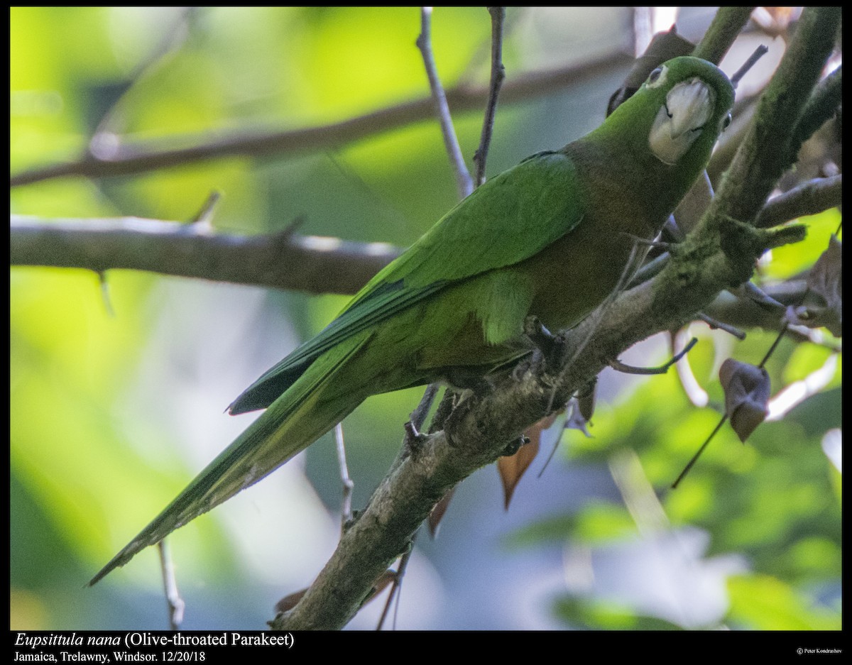Olive-throated Parakeet - ML293269381
