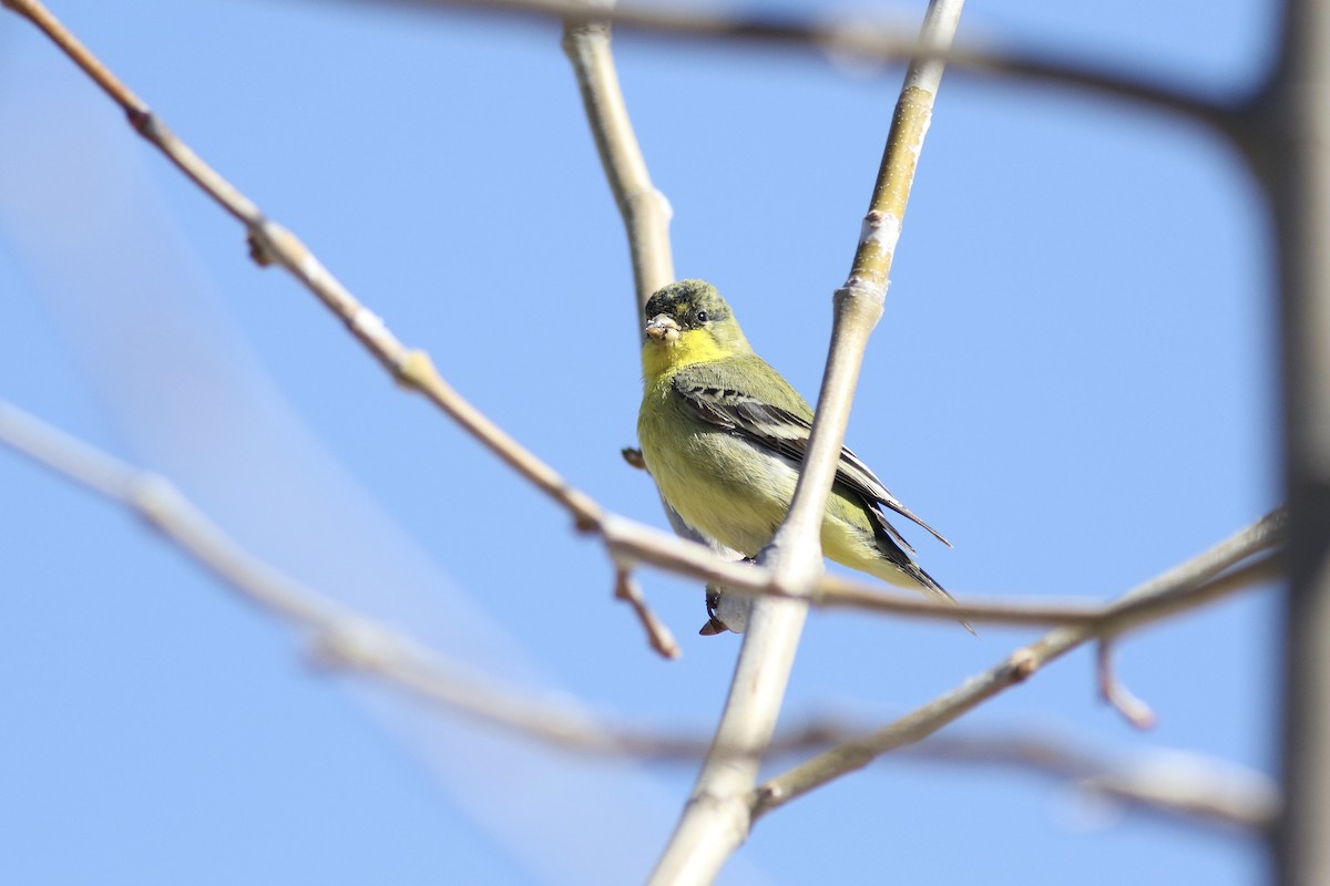 Lesser Goldfinch - ML293269761