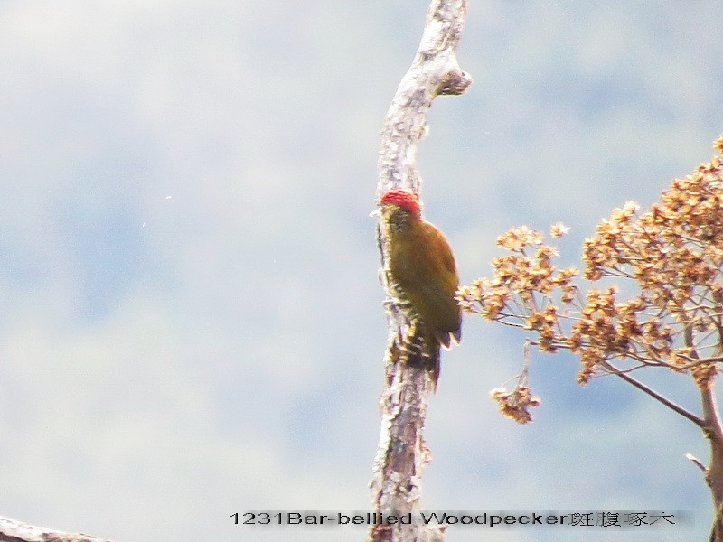 Bar-bellied Woodpecker - ML29327391