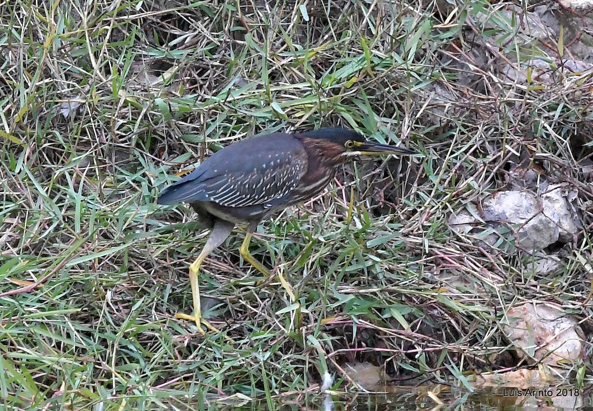 Green Heron - ML293274061