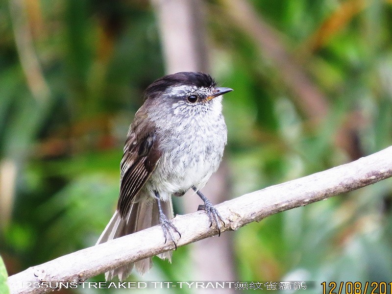 Unstreaked Tit-Tyrant - Liao Tzu-Chiang