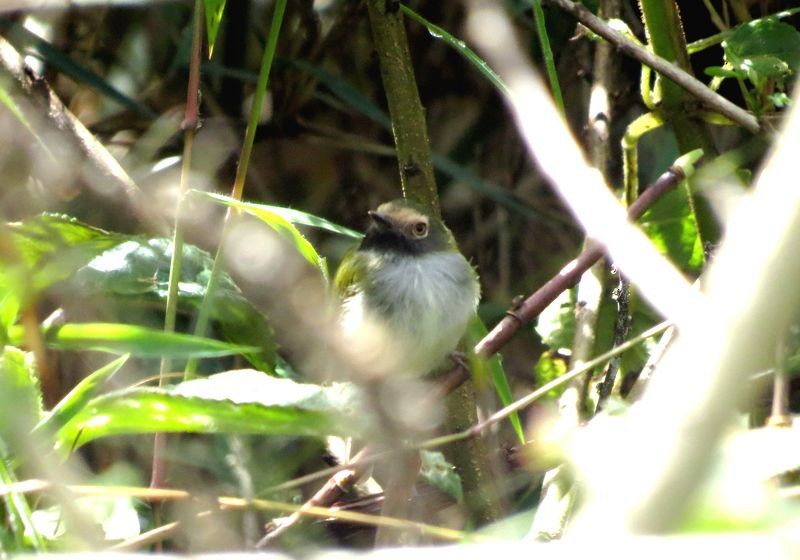 Black-throated Tody-Tyrant - Liao Tzu-Chiang