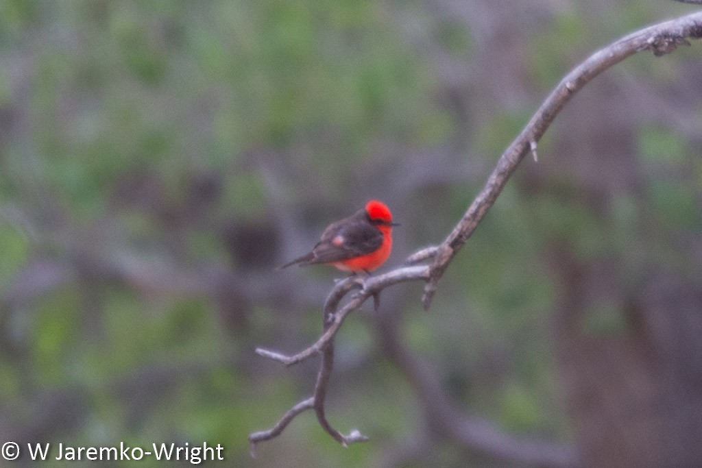 Vermilion Flycatcher - ML29327551