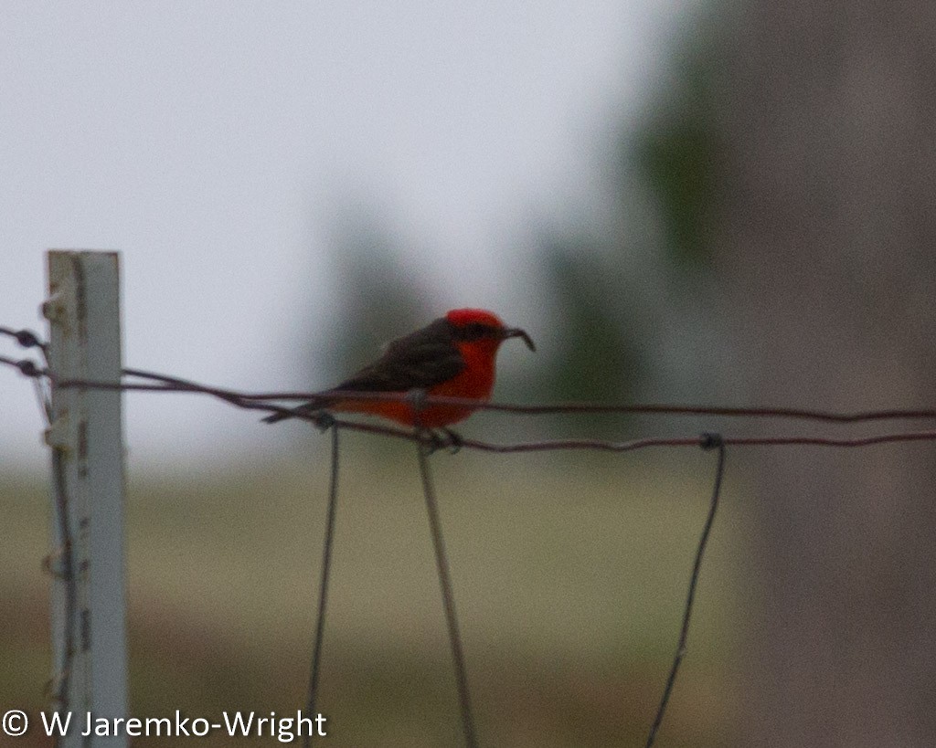 Vermilion Flycatcher - ML29327561