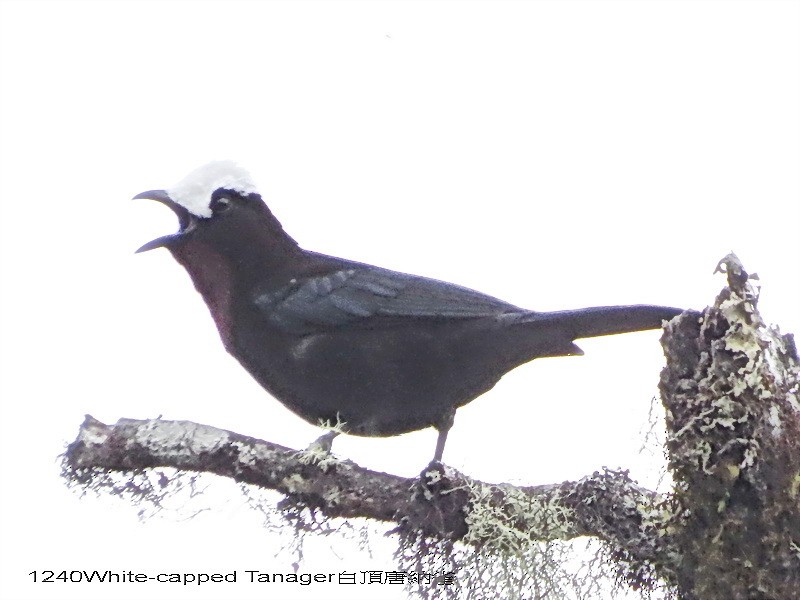 White-capped Tanager - ML29327761