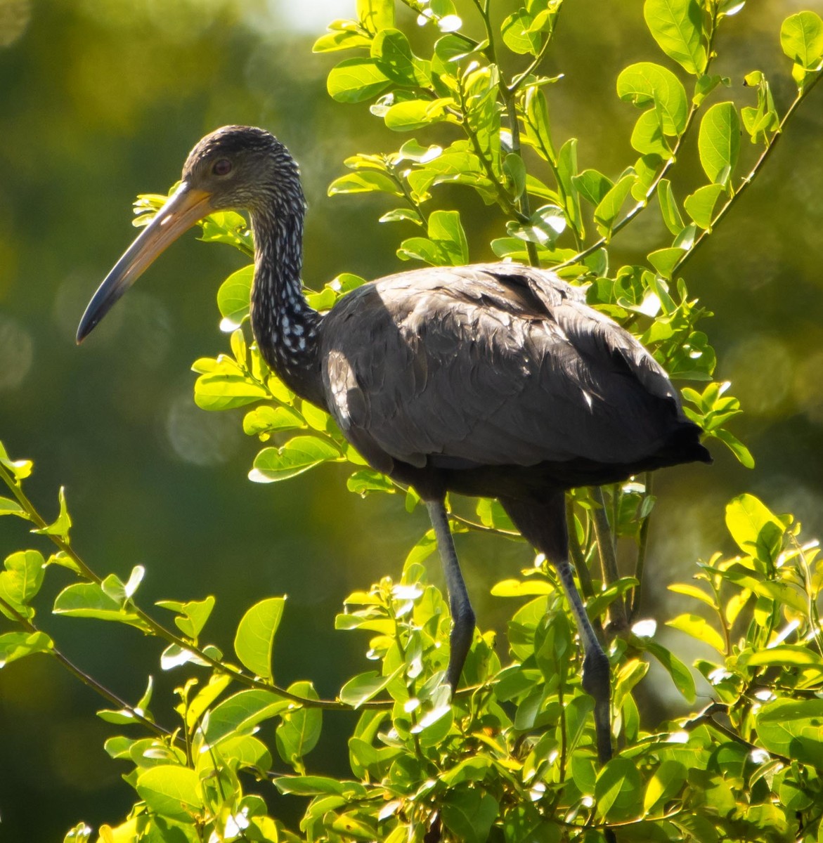 Limpkin - Graciela  Neira