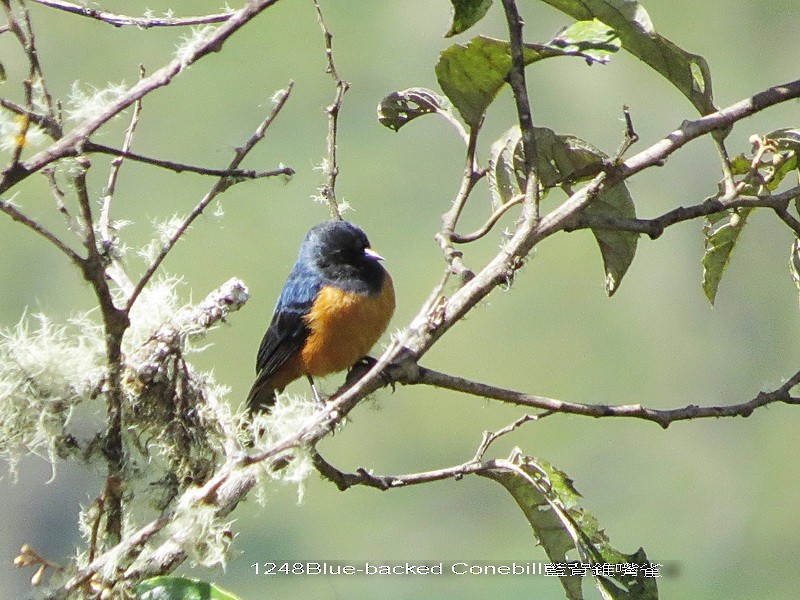 Blue-backed Conebill - ML29327881