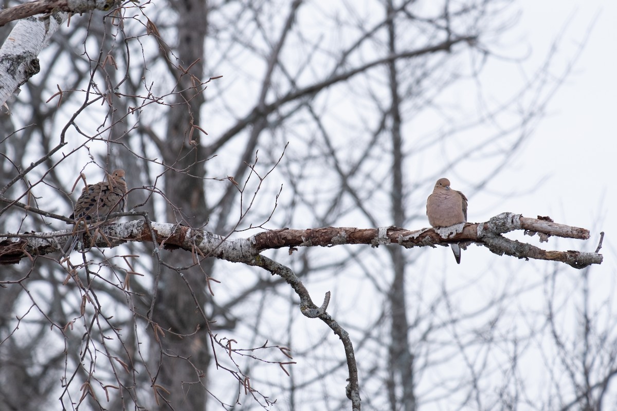 Mourning Dove - Kate S