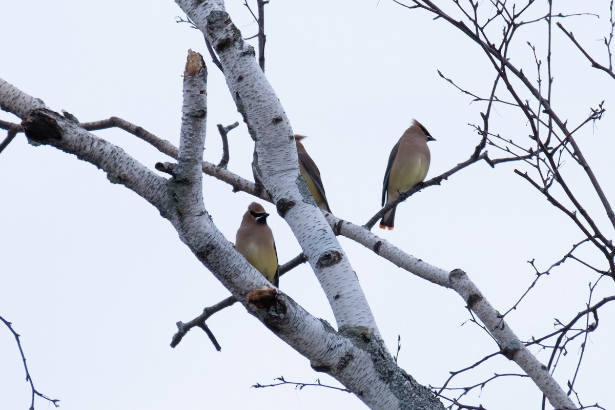 Cedar Waxwing - Kate S