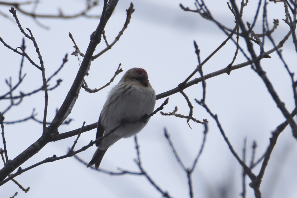 Hoary Redpoll (exilipes) - ML293283821