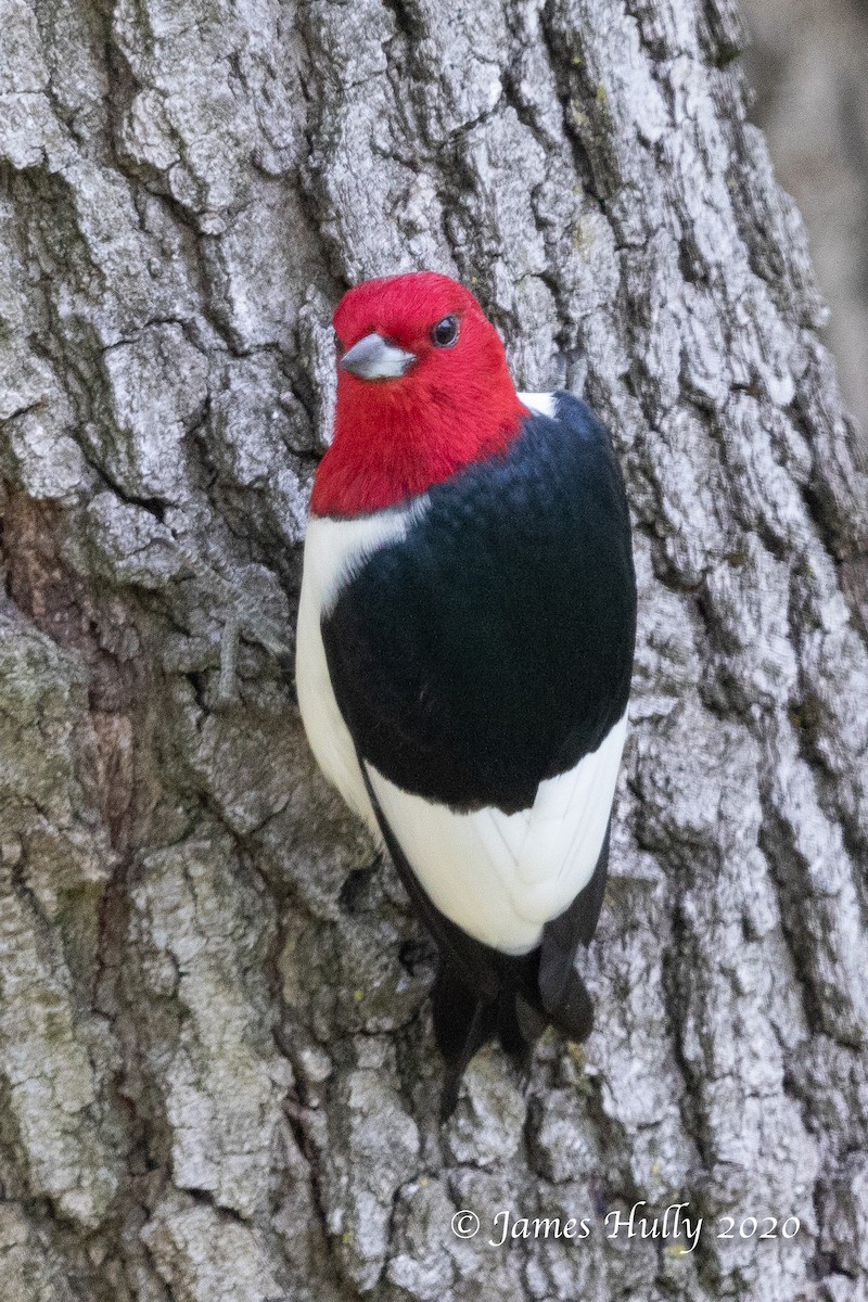 Red-headed Woodpecker - ML293284101