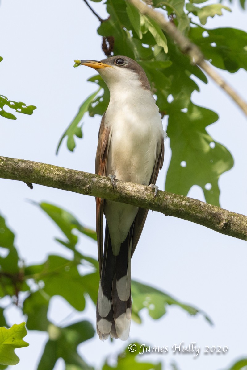 Yellow-billed Cuckoo - ML293284111