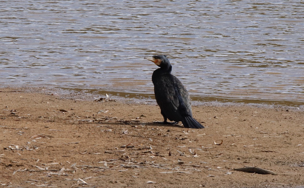 Great Cormorant - ML293285131