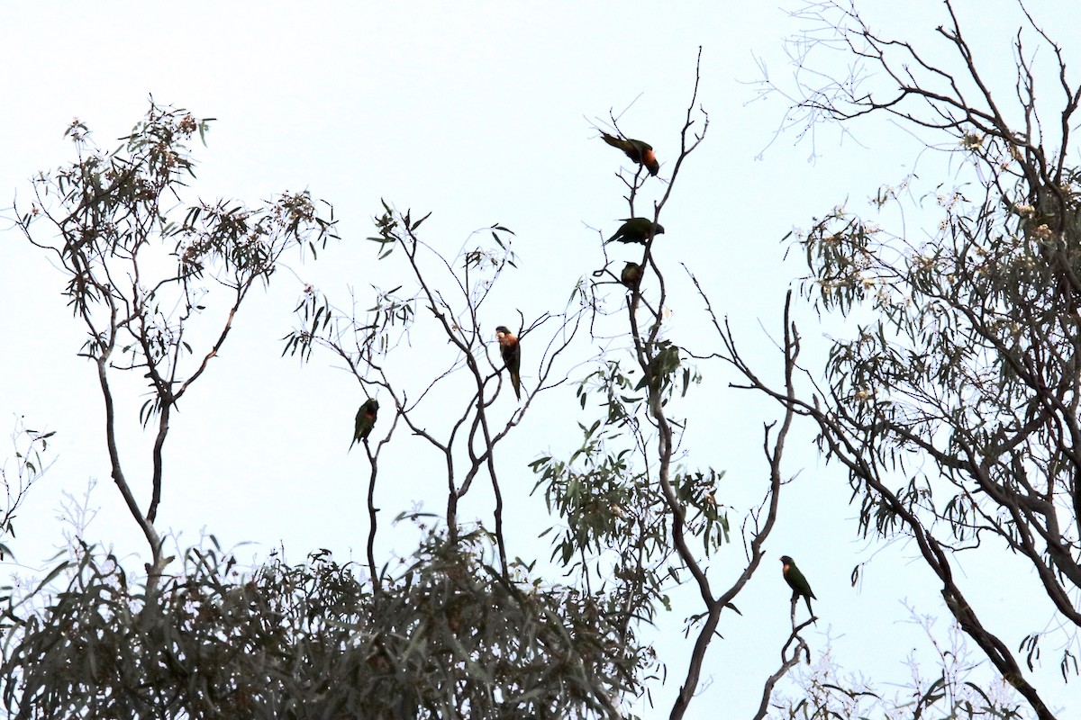 Rainbow Lorikeet - ML293285401