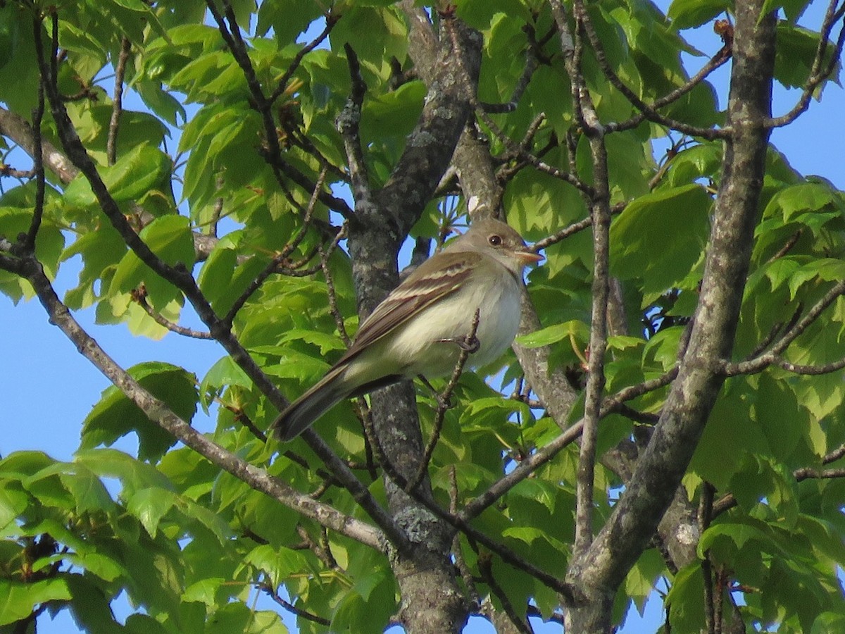 Willow Flycatcher - ML29328711