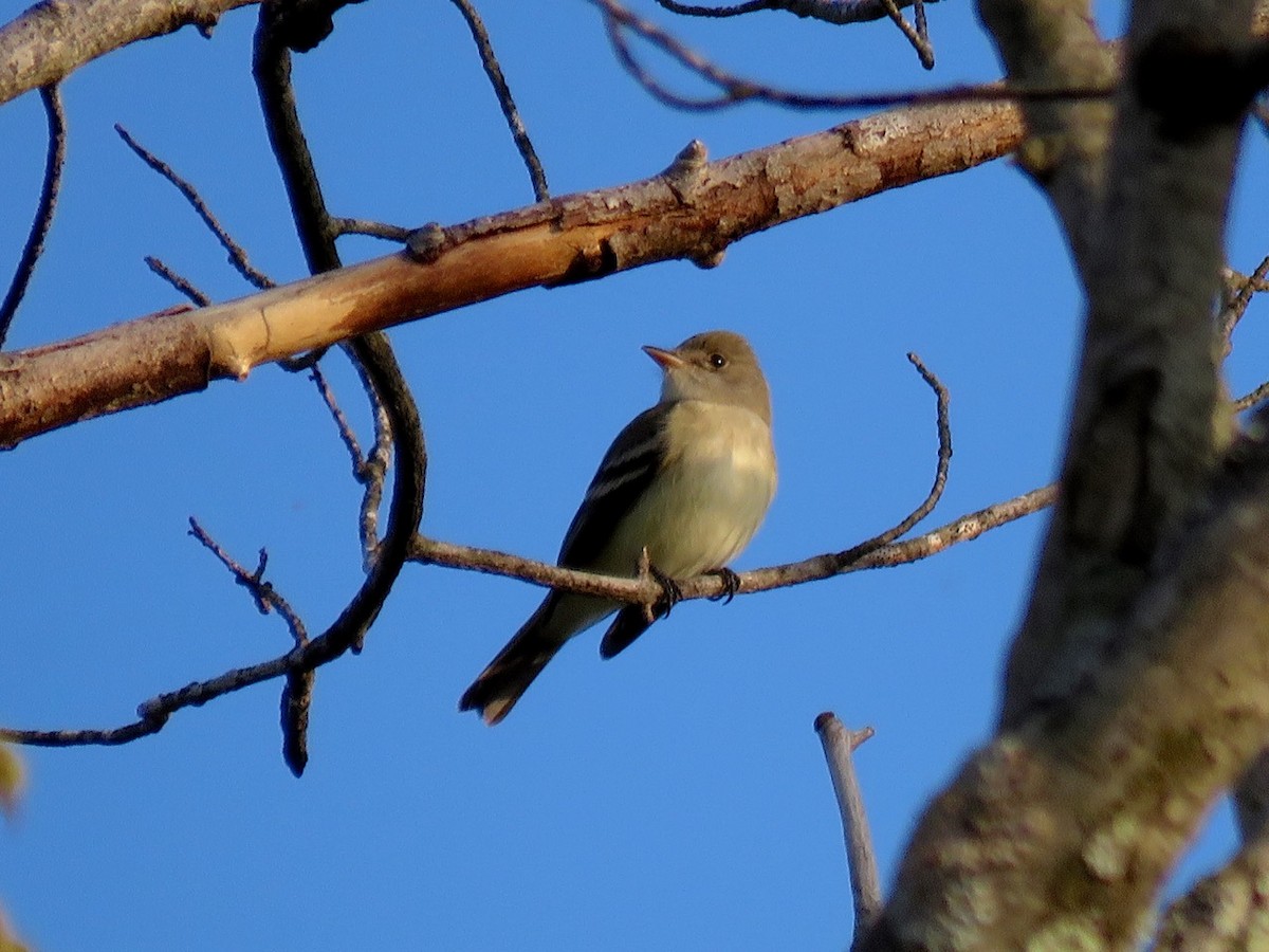 Willow Flycatcher - ML29328781