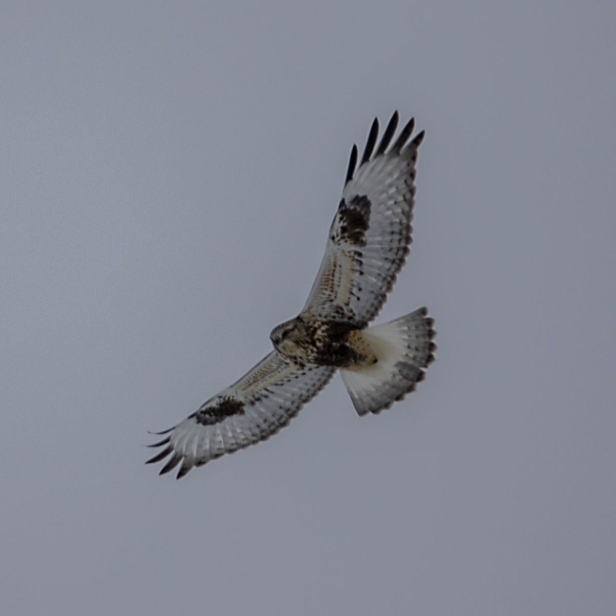 Rough-legged Hawk - Brian Peterson