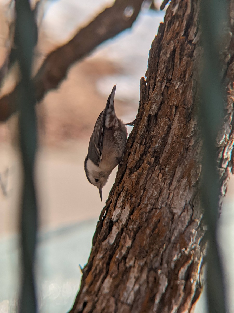 White-breasted Nuthatch - ML293291411