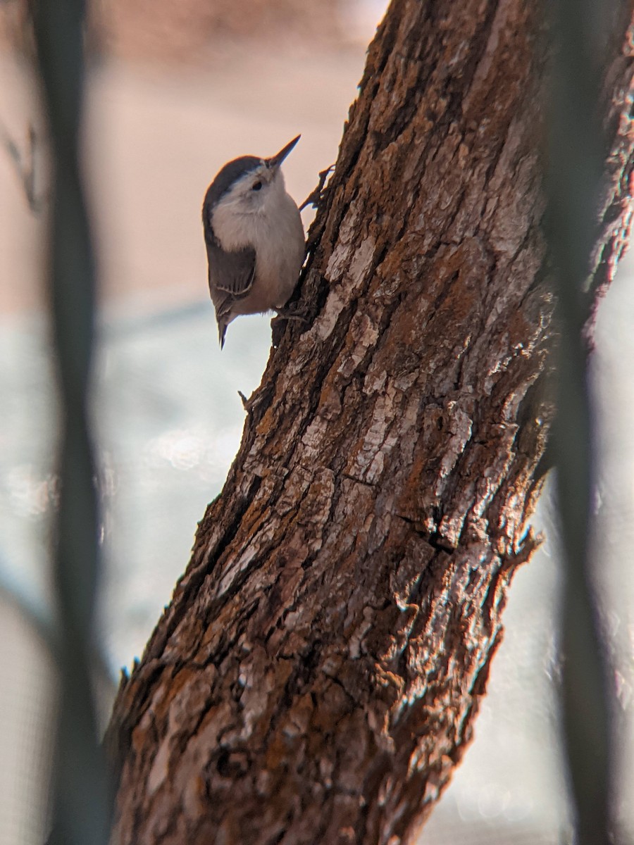 White-breasted Nuthatch - ML293291421