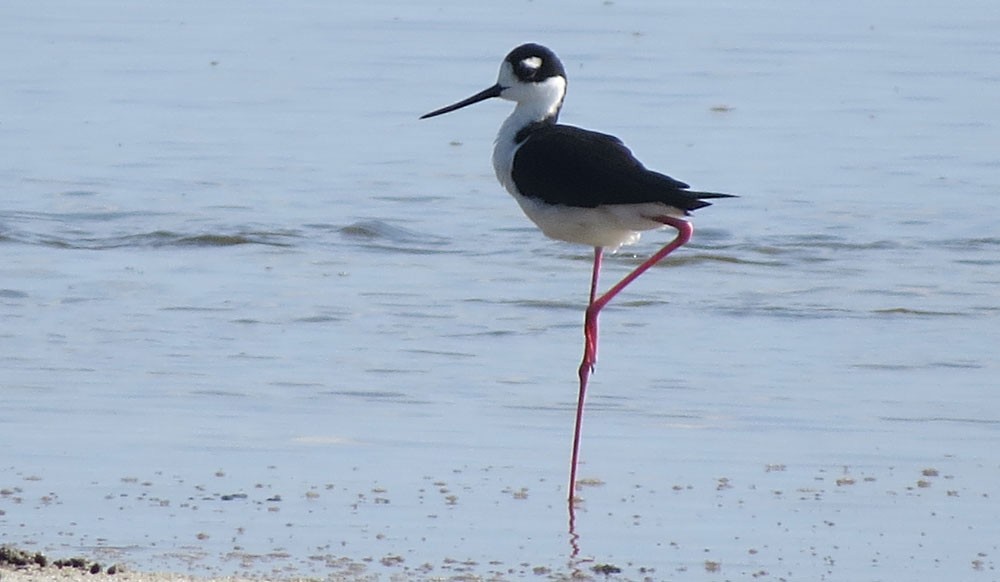 Black-necked Stilt - ML29329311