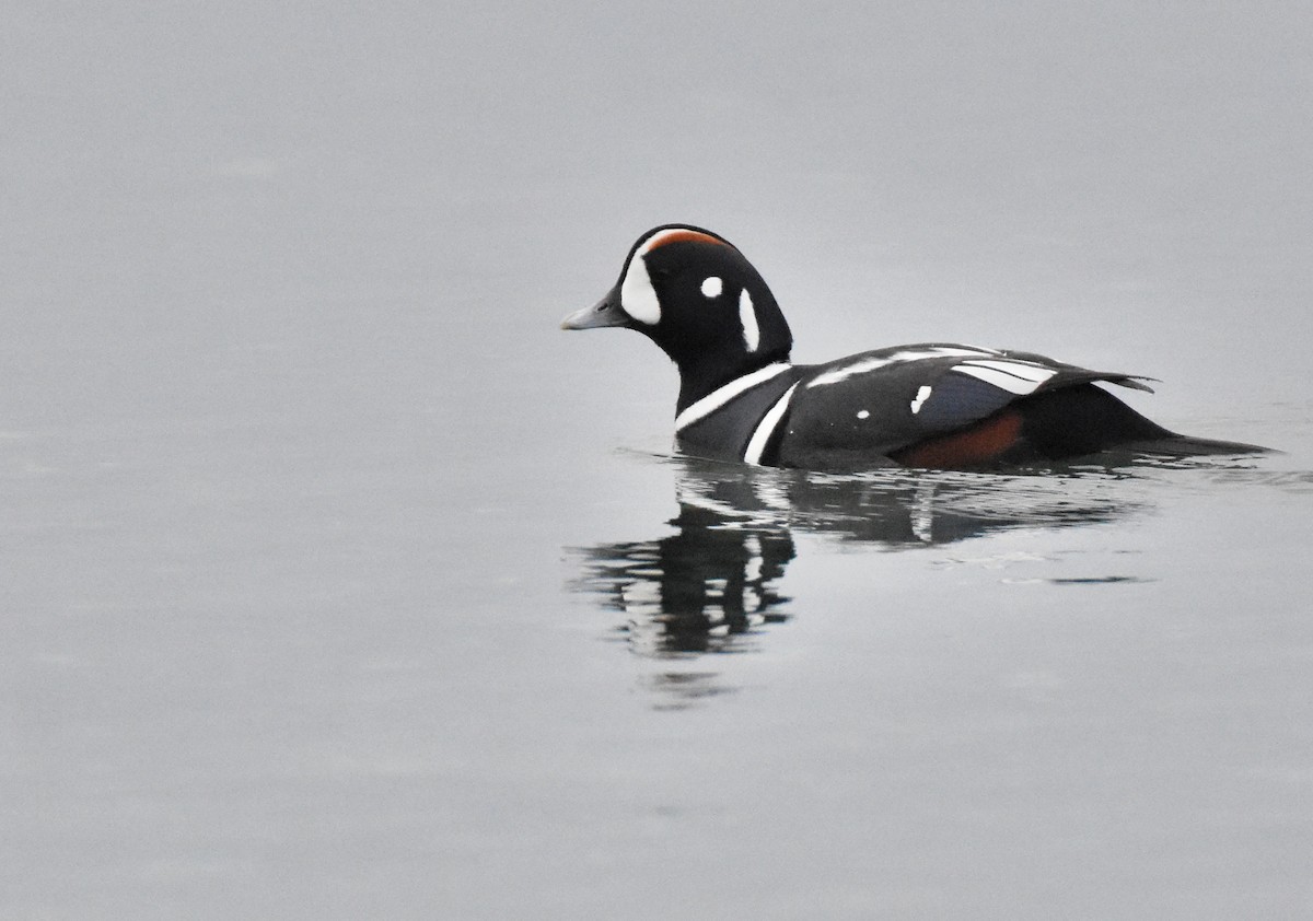 Harlequin Duck - ML293294201