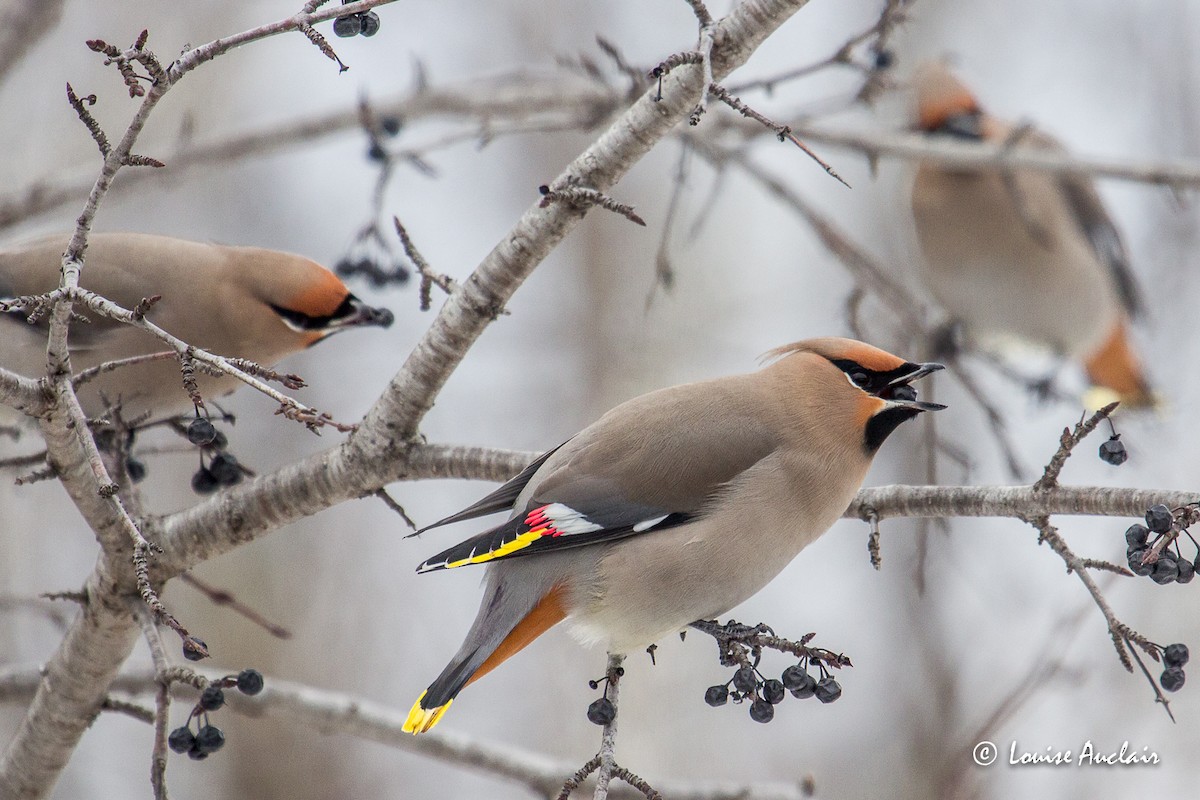 Bohemian Waxwing - ML293294371