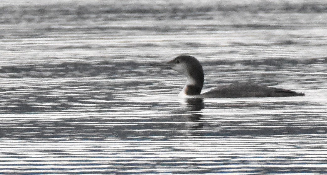 Common Loon - ML293294591