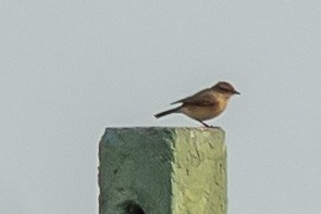 Siberian Stonechat - Ramesh Desai