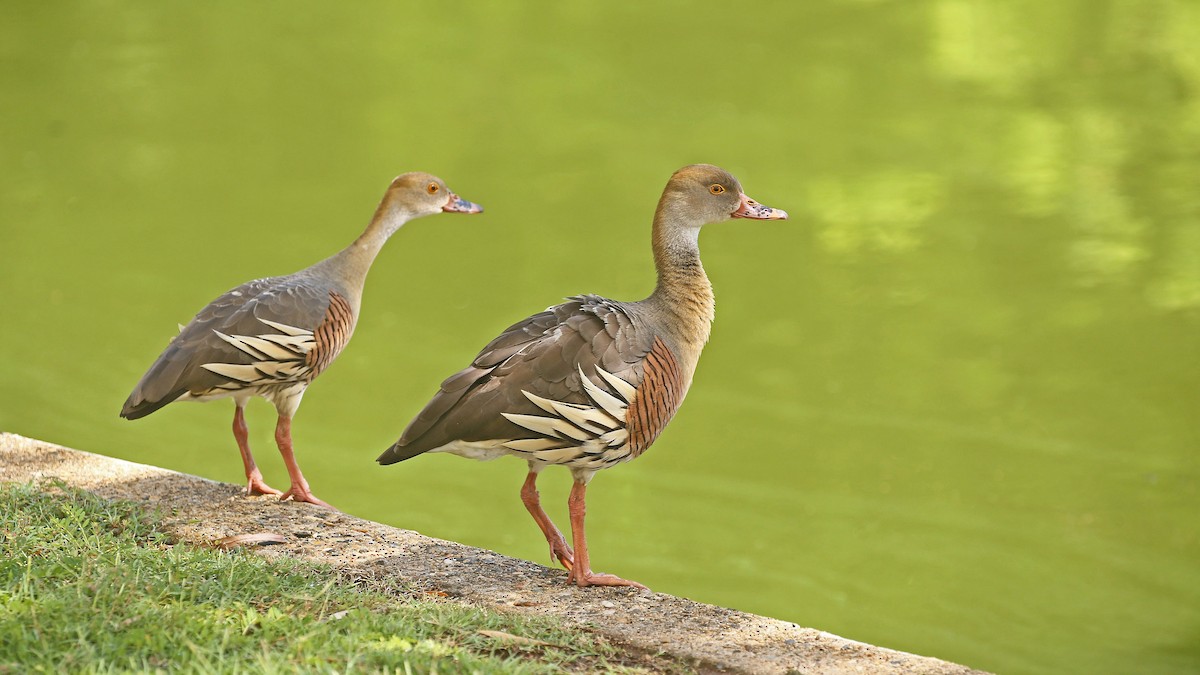 Plumed Whistling-Duck - ML293294981