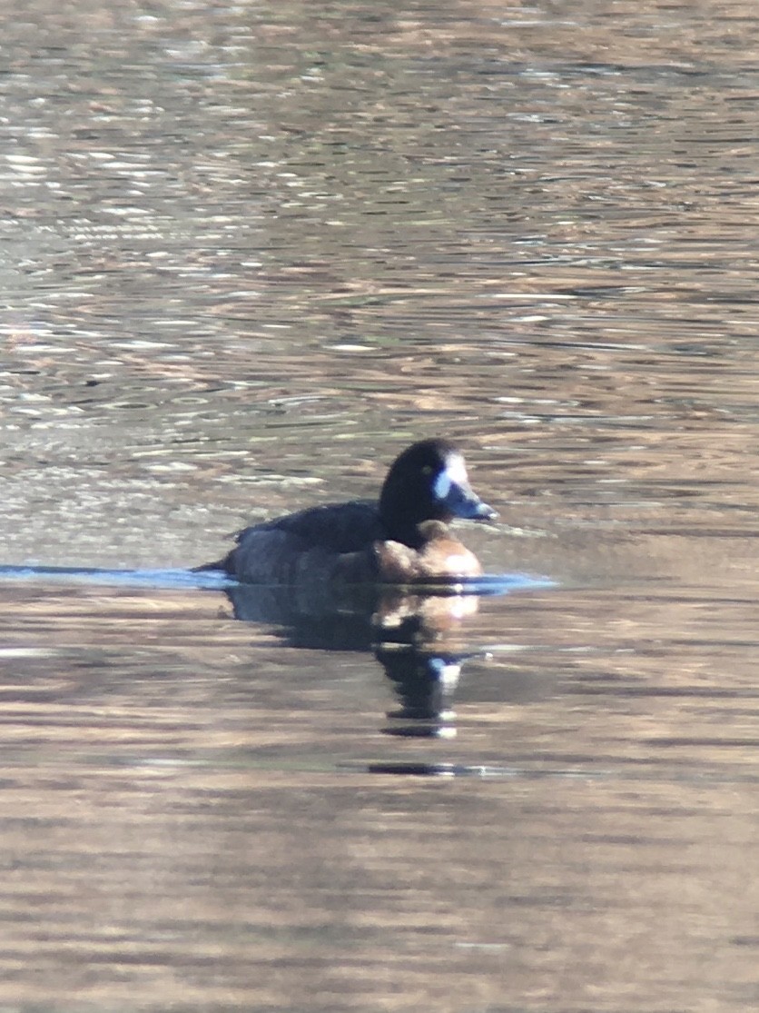 Greater Scaup - Hayden Keene