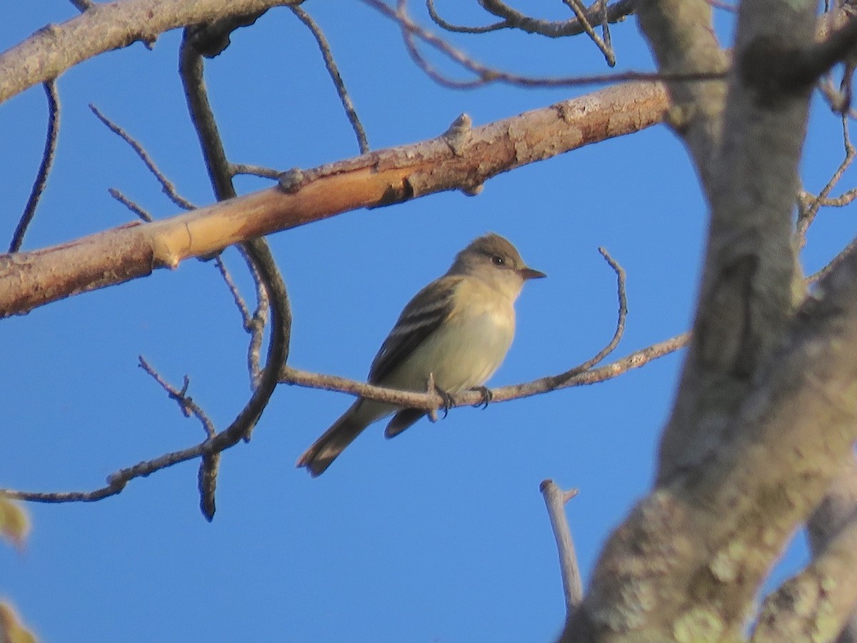 Willow Flycatcher - ML29329651