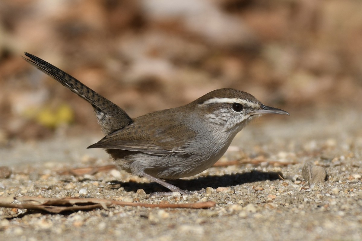 Bewick's Wren - ML293296771