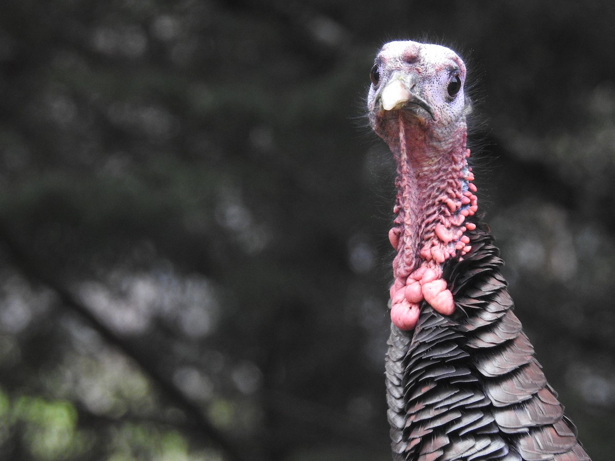 Wild Turkey - ML293297591