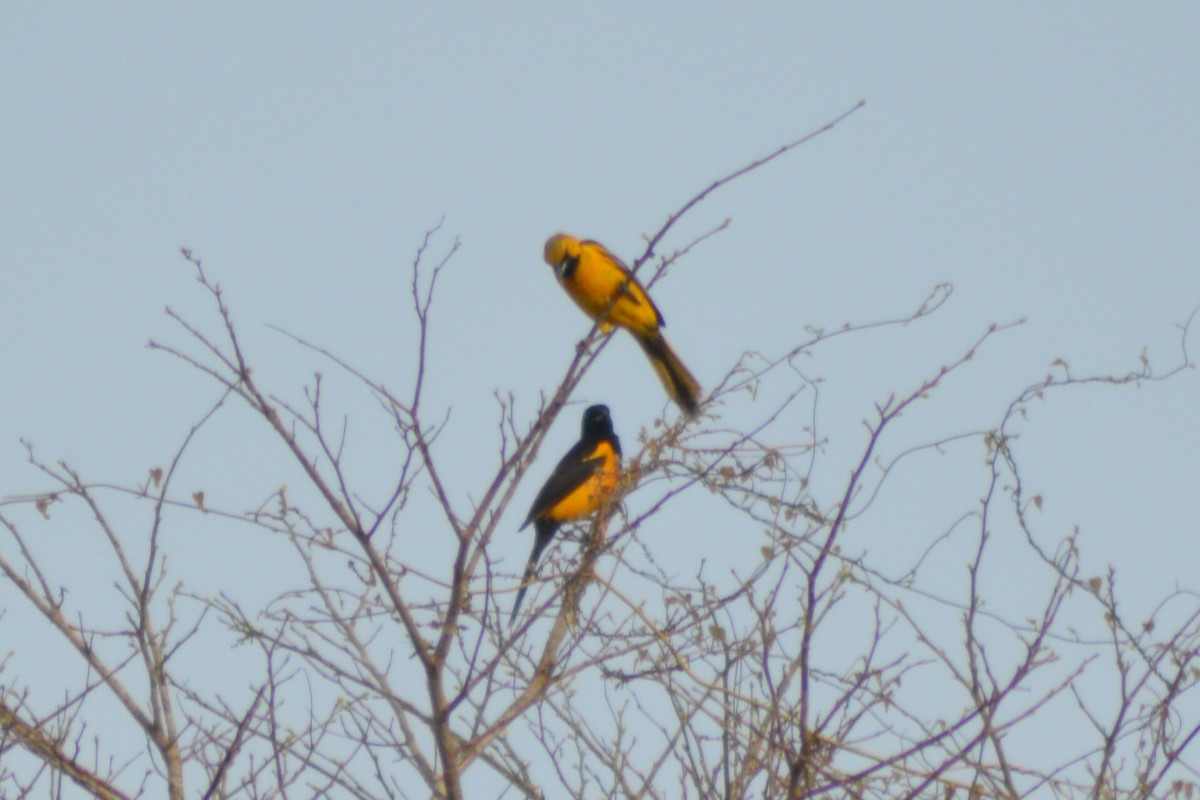 Black-vented Oriole - ML29329801