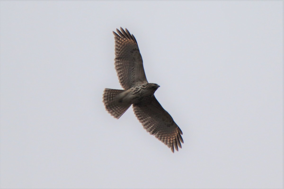 Red-shouldered Hawk - ML293299611