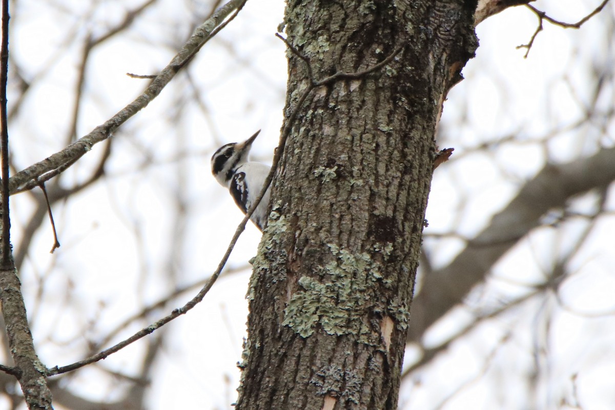 Hairy Woodpecker - ML293299751