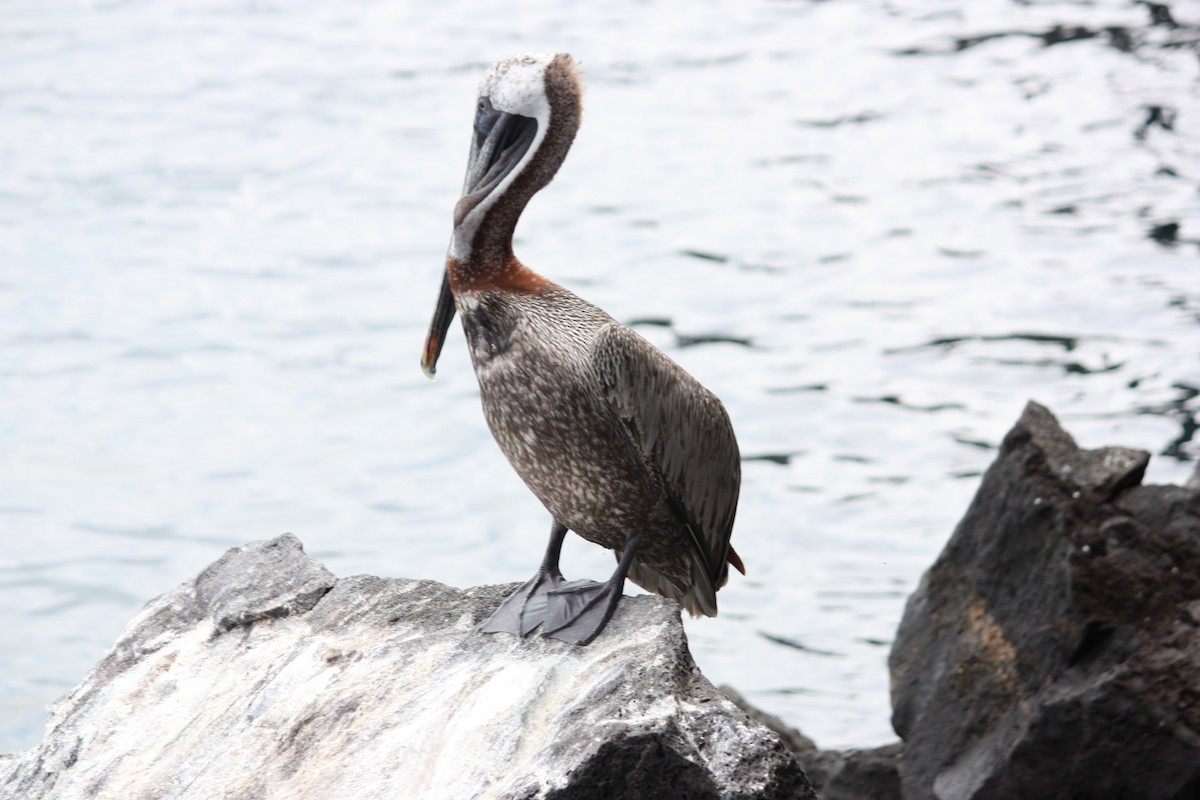 pelikán hnědý - ML293300151