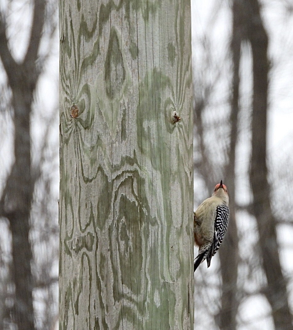 Red-bellied Woodpecker - ML293300231